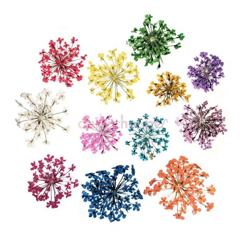Daily Charme - Pressed Dry Natural Flower Set - Lace Flowers - Nail Art at Beyond Polish